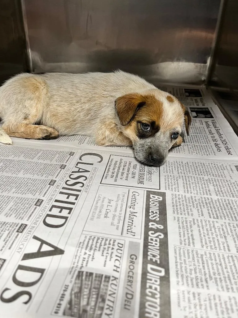 A baby small-sized male Australian Cattle Dog / Blue Heeler dog named LanceTucker for adoption in Hopkinsville, KY
