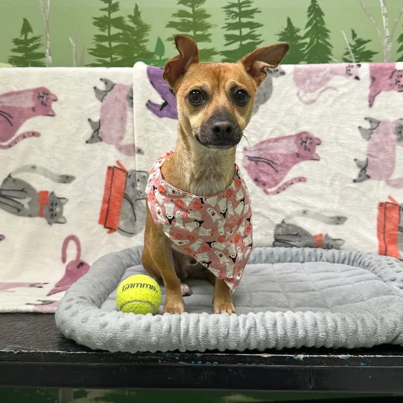 A young small-sized male Chihuahua dog named Maximus for adoption in Logan, UT