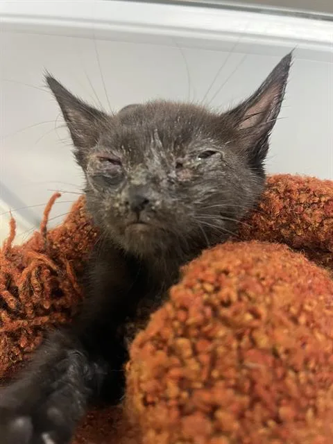 A baby small-sized male Domestic Short Hair cat named Shy for adoption in Fort Lauderdale, FL