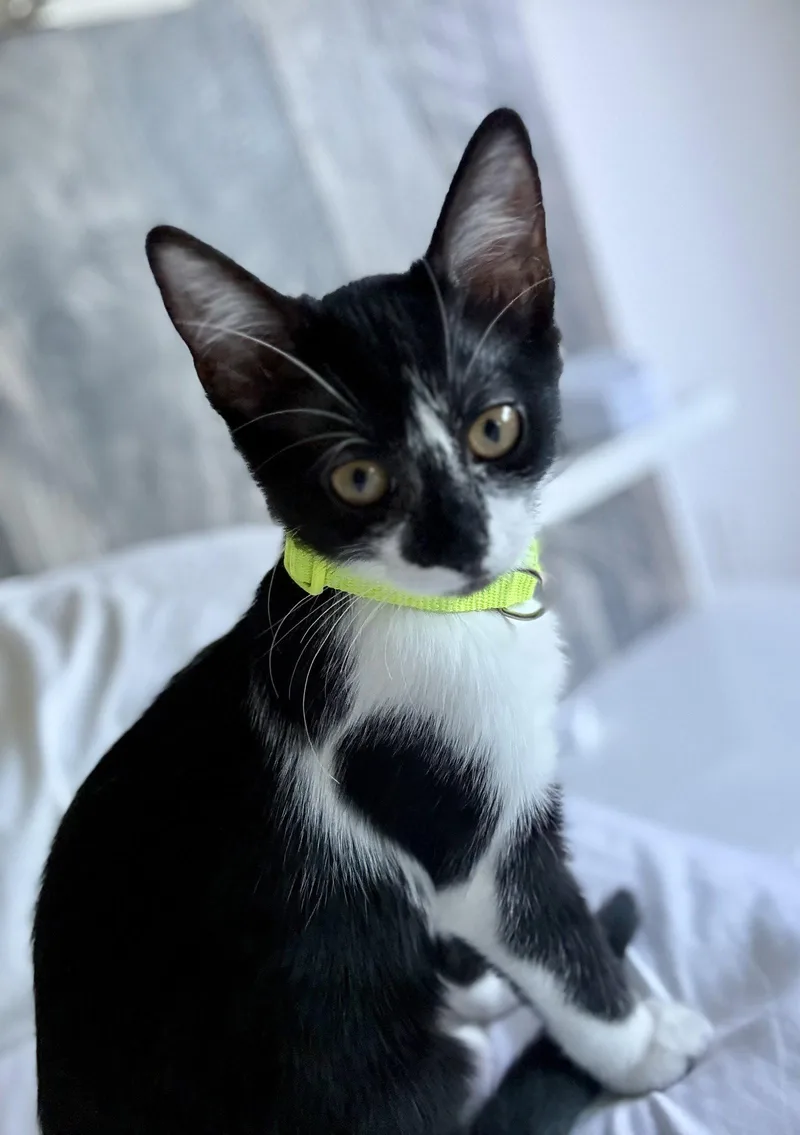 A young medium-sized female Black & White / Tuxedo Domestic Short Hair cat named Spade for adoption in Chandler, AZ
