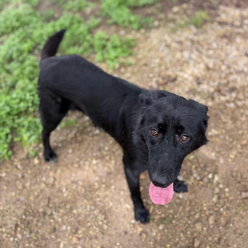 A young medium-sized female Black Labrador Retriever dog named Gabriella for adoption in Carencro, LA