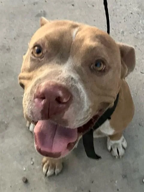 An adult medium-sized female Mixed Breed dog named Rosa for adoption in Dallas, TX