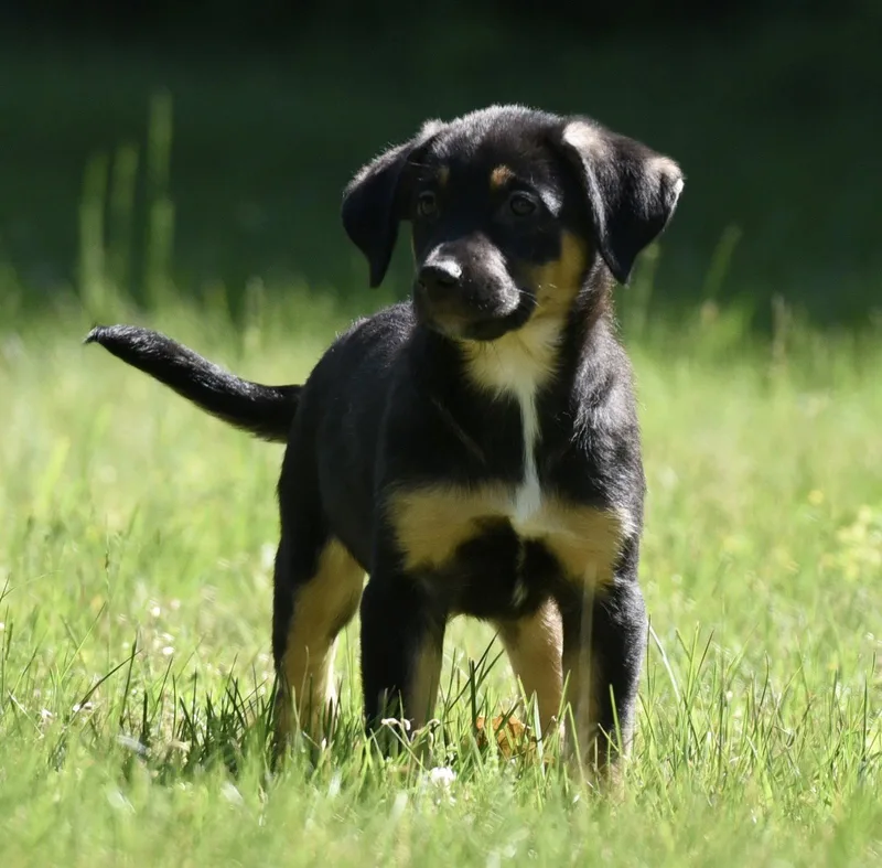 A baby large-sized female German Shepherd Dog dog named Ollie for adoption in Mechanicsburg, PA