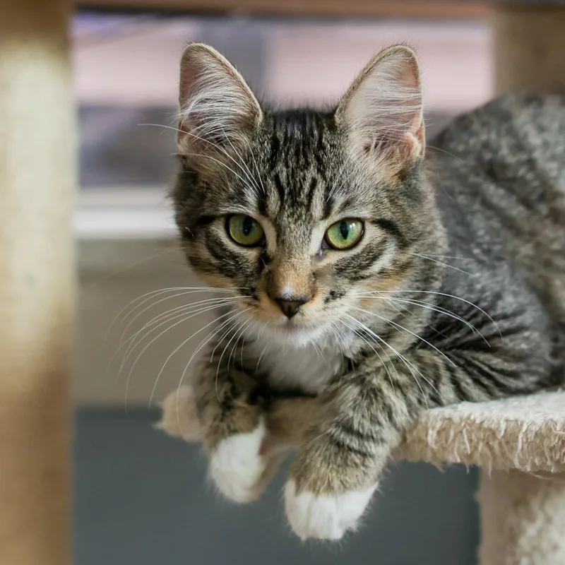 A baby small-sized female Brown / Chocolate Domestic Short Hair cat named Cassie for adoption in Los Angeles, CA