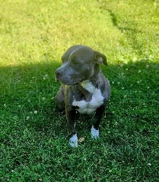 Bella thumbnail 3