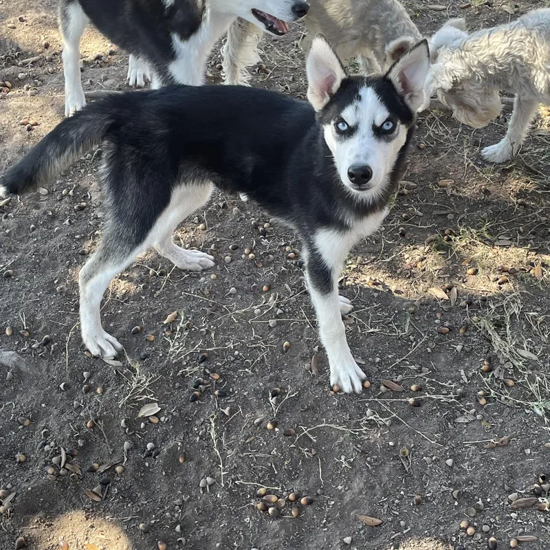 A young medium-sized female Siberian Husky dog named Katrina for adoption in Mcallen, TX
