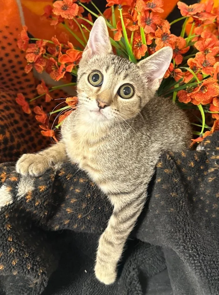 A baby small-sized male Domestic Short Hair cat named Storm for adoption in Stillwater, OK
