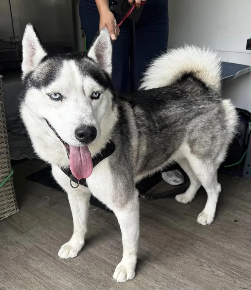 An adult medium-sized male Siberian Husky dog named Blue for adoption in Menifee, CA