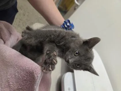 A baby small-sized male Gray / Blue / Silver Domestic Short Hair cat named Kodiak for adoption in Sacramento, CA