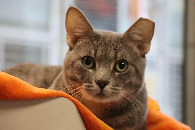 A young small-sized male Domestic Short Hair cat named Leo for adoption in Tucson, AZ