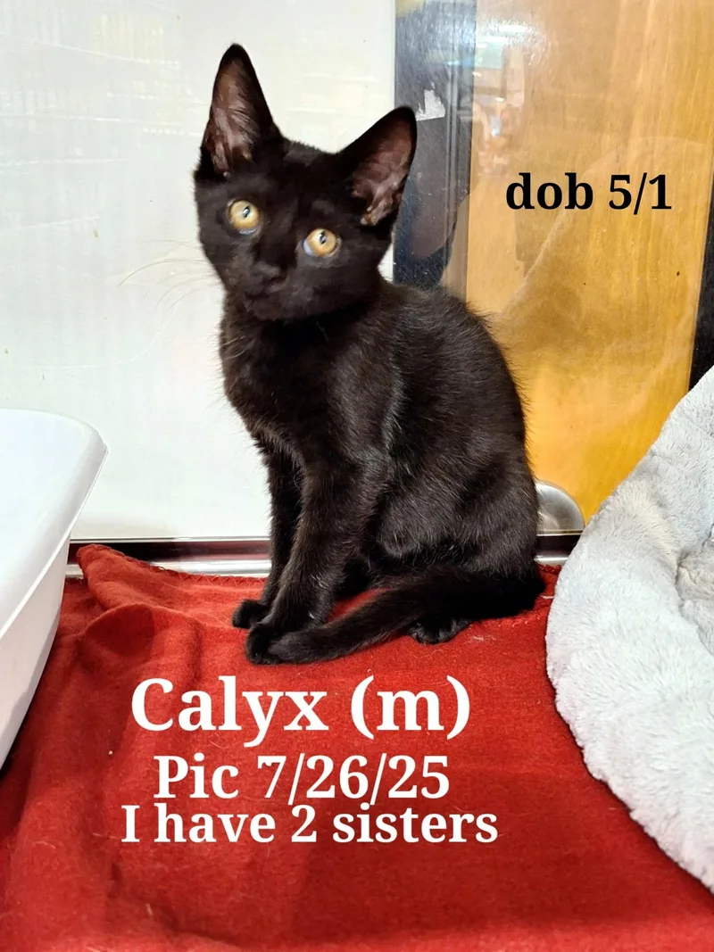 Calyx  And  thumbnail 3