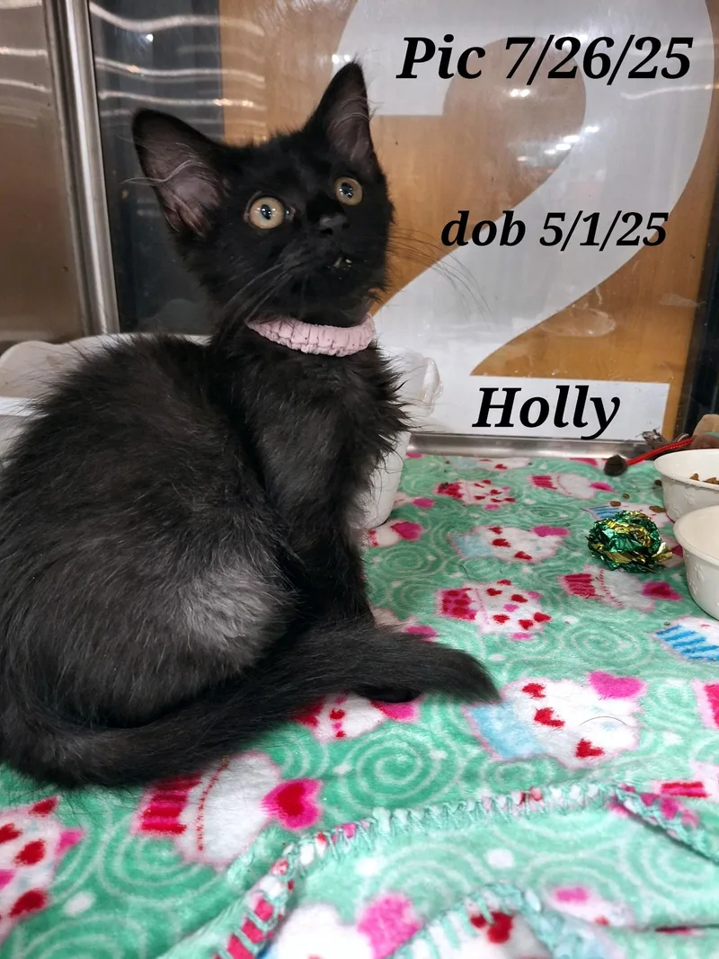 Calyx  And  thumbnail 4