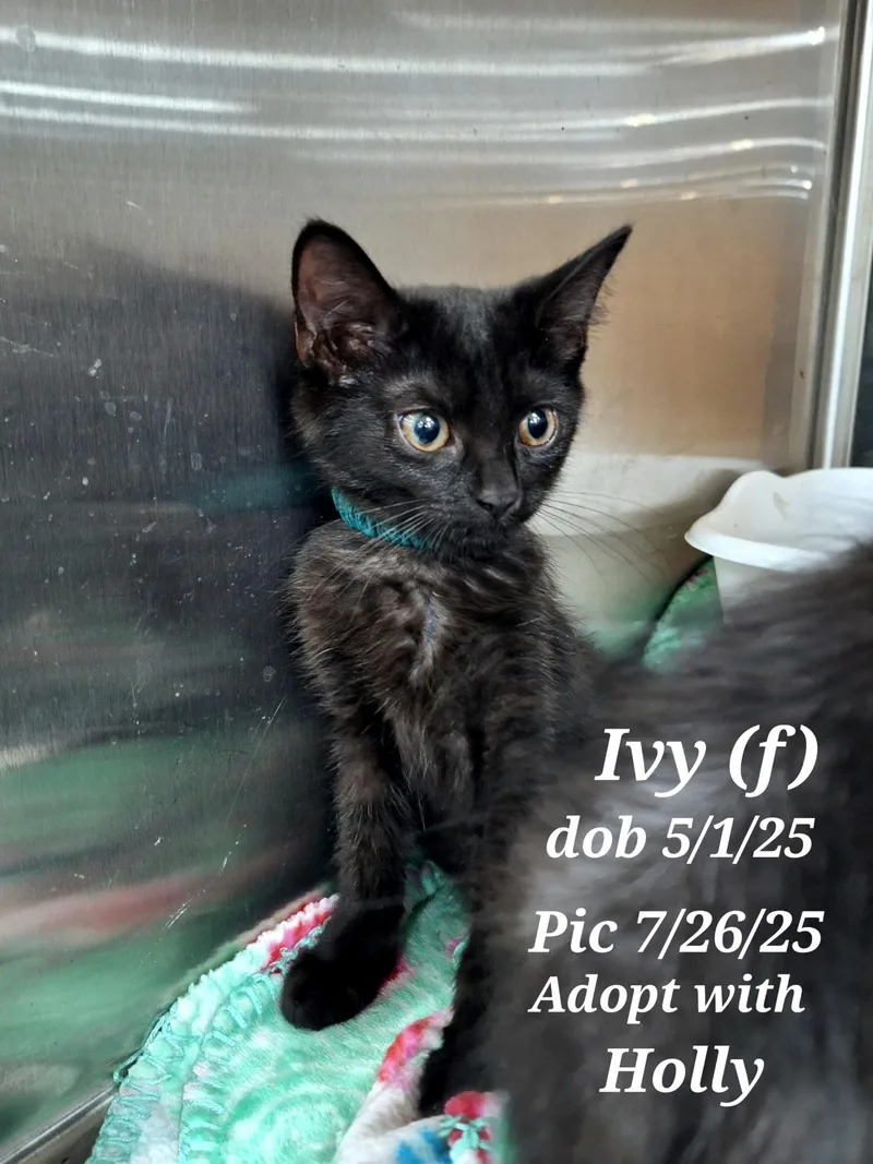 Calyx  And  thumbnail 5