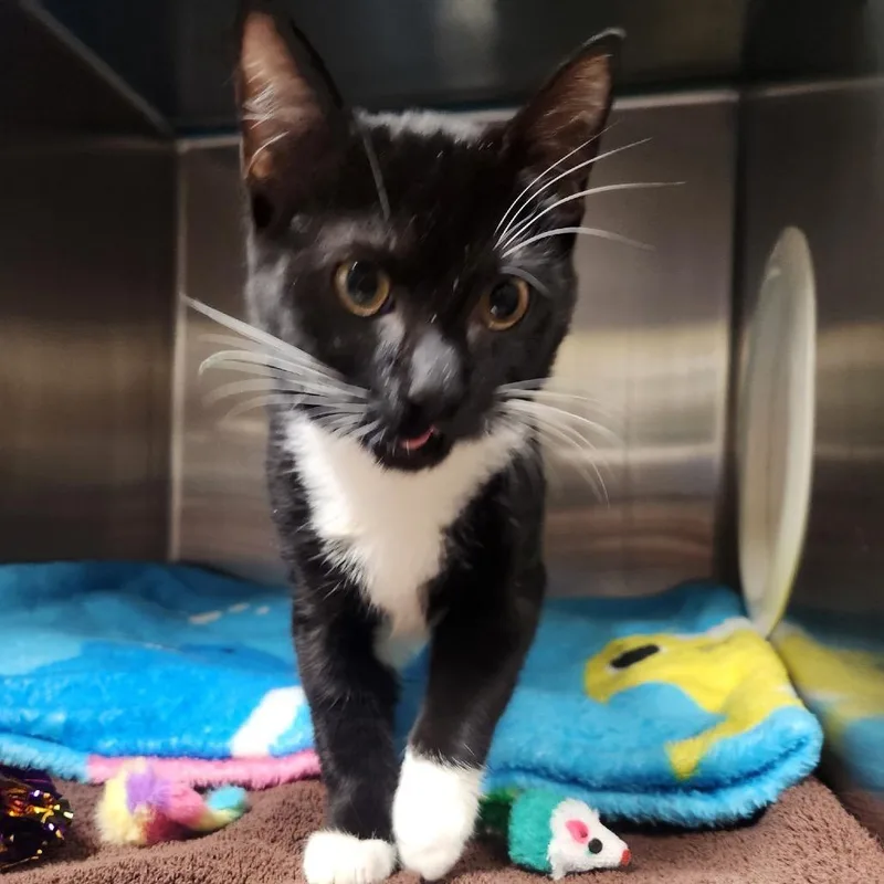 An adult medium-sized female Domestic Short Hair cat named Ghoulia Yelps for adoption in York, PA