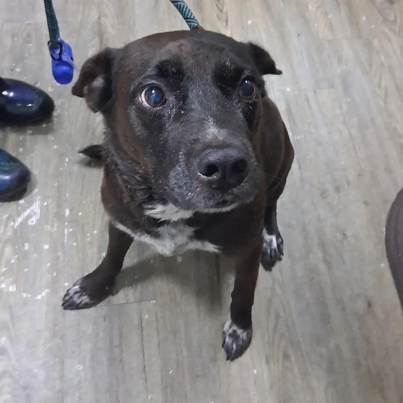 An adult medium-sized male Black Mixed Breed dog named Mr. Bean for adoption in Summerville, SC