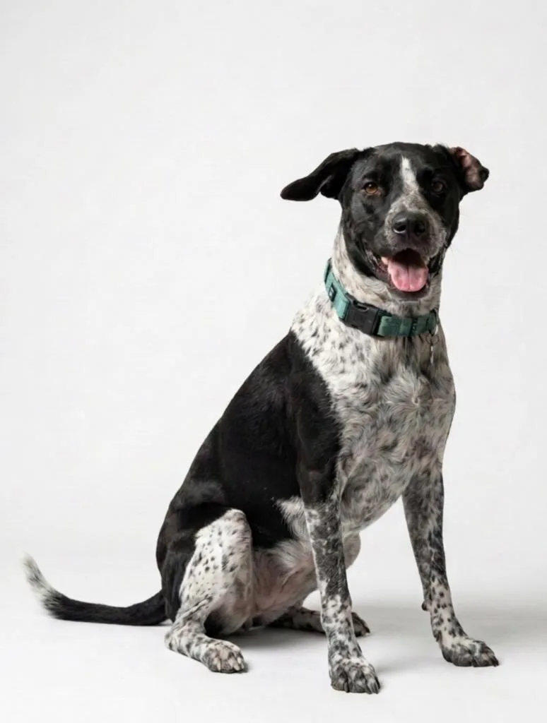 A young medium-sized female Pointer dog named Dottie for adoption in Hudson, NY