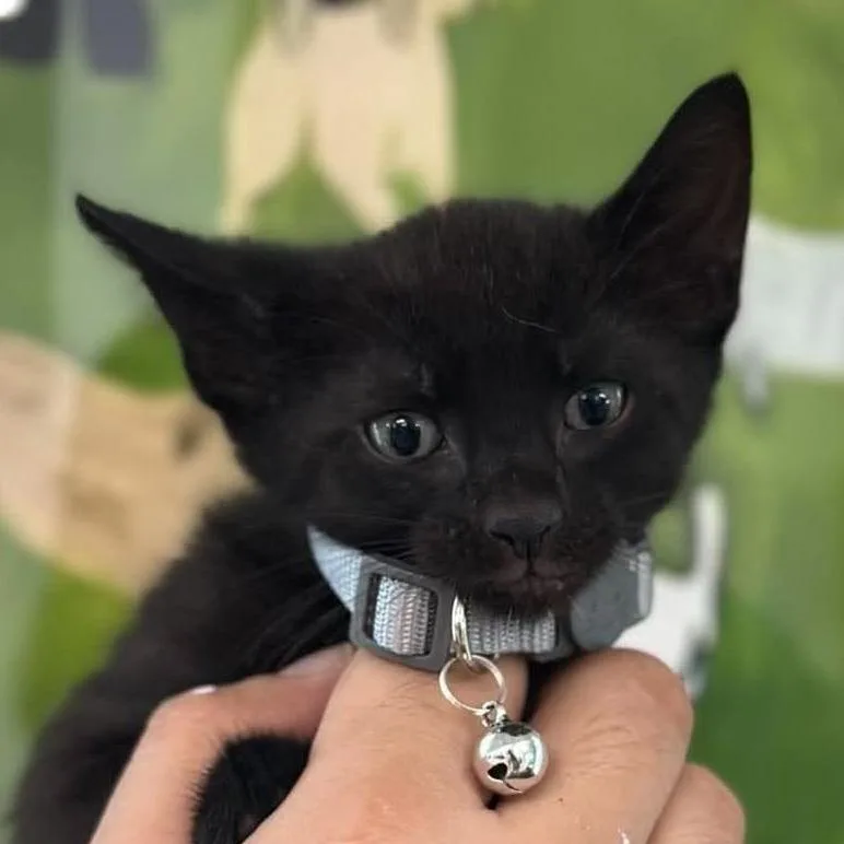 A baby small-sized male Black Domestic Short Hair cat named Unagi for adoption in Tampa, FL