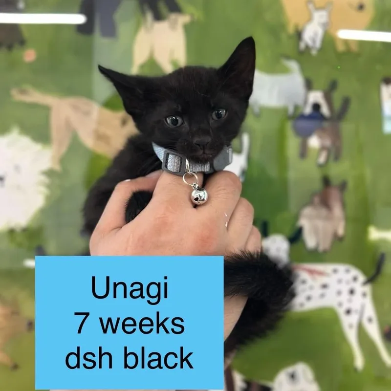 Unagi thumbnail 2