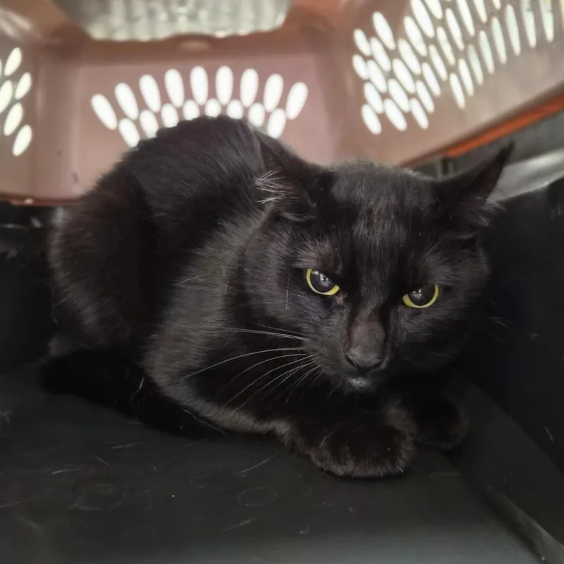 An adult medium-sized male Black American Shorthair cat named Gecko for adoption in Wahiawa, HI