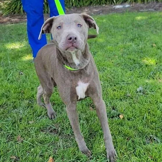 A young medium-sized male Gray / Blue / Silver Labrador Retriever dog named Tanner for adoption in Valdosta, GA