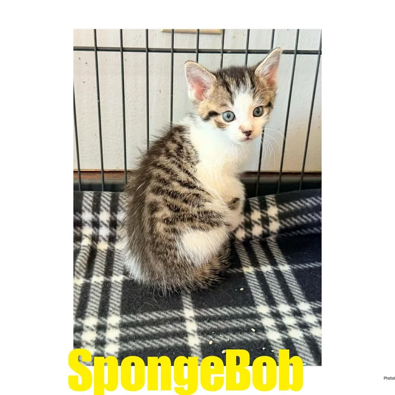 A baby small-sized male White Domestic Short Hair cat named Spongebob for adoption in Ashland, KY