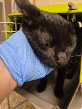 A baby small-sized male Domestic Short Hair cat named Amigo for adoption in Westland, MI