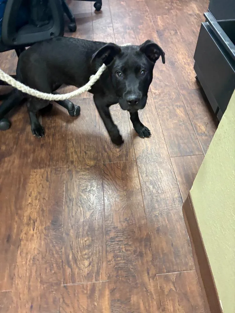A baby medium-sized male Labrador Retriever dog named Dog Kennel Max for adoption in Greenville, TX