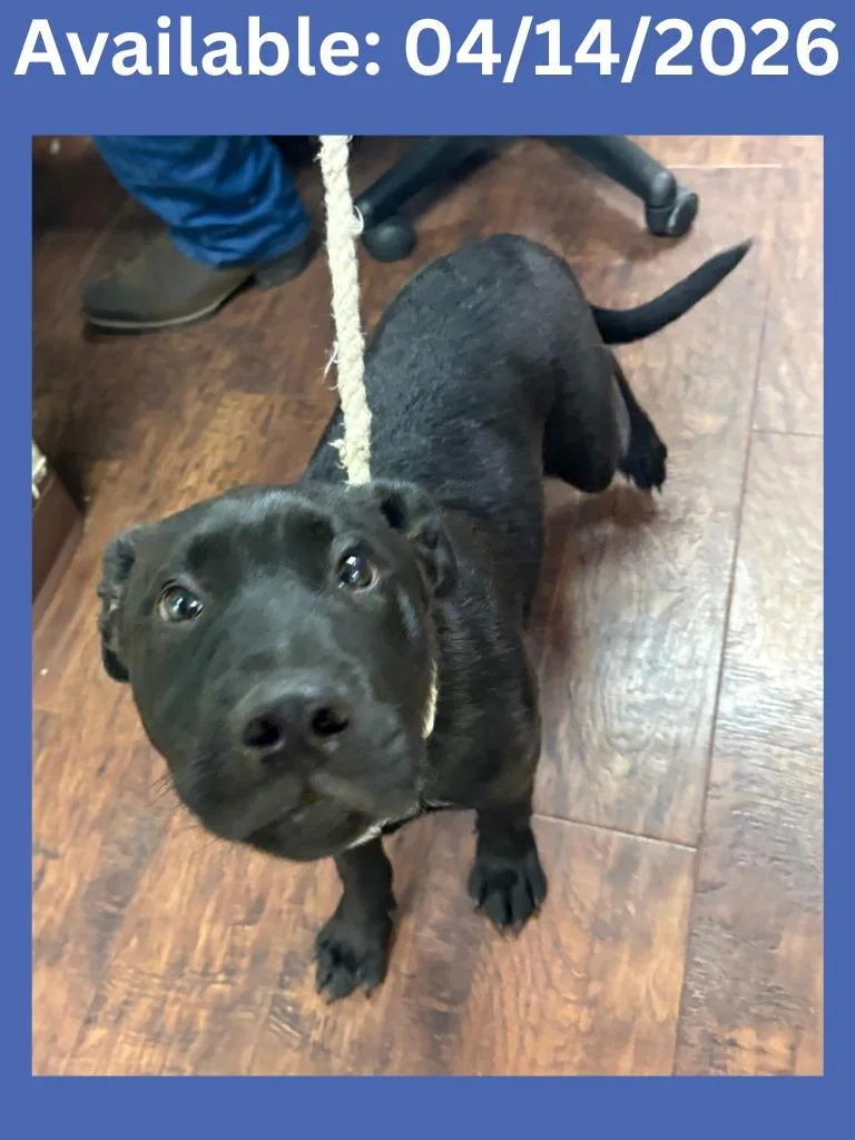 Dog Kennel  Max thumbnail 2