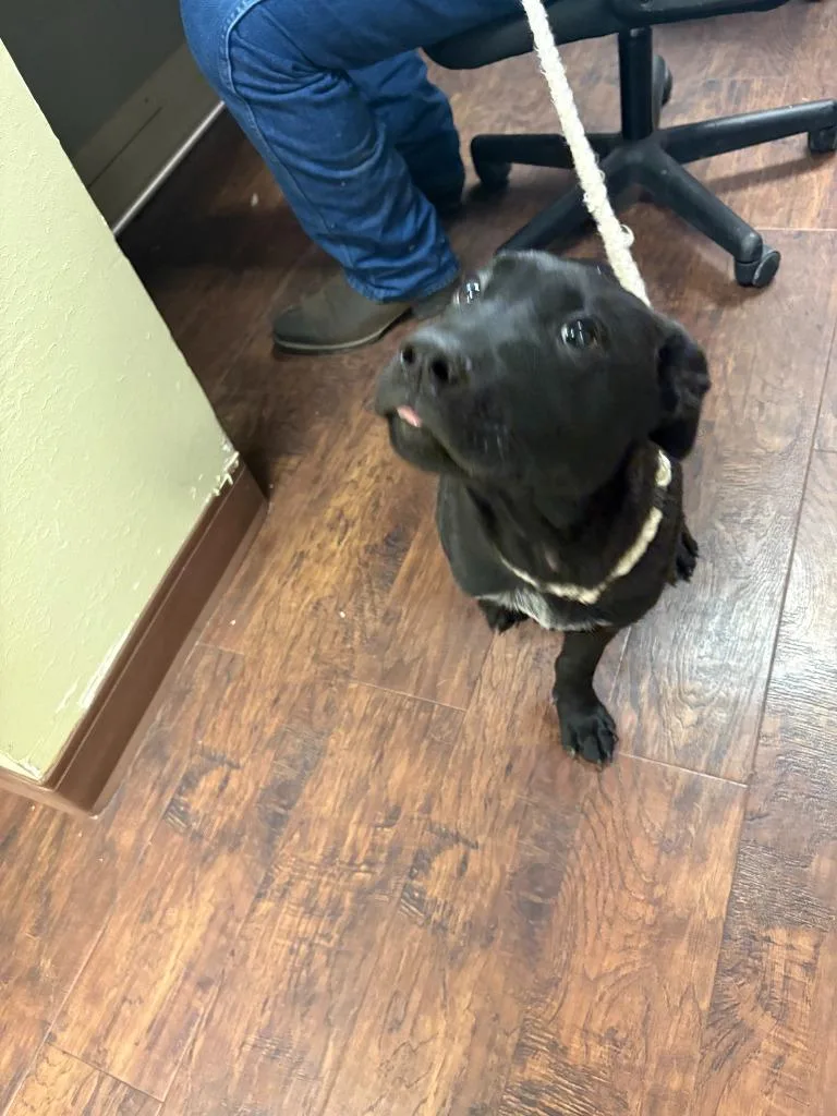 Dog Kennel  Max thumbnail 3