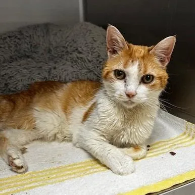 A senior medium-sized female Orange / Red Domestic Short Hair cat named Martha for adoption in Indianapolis, IN