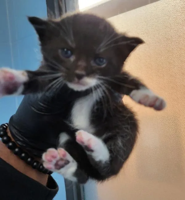 A baby small-sized female Domestic Short Hair cat named Kd Dottie for adoption in Lawrenceville, GA