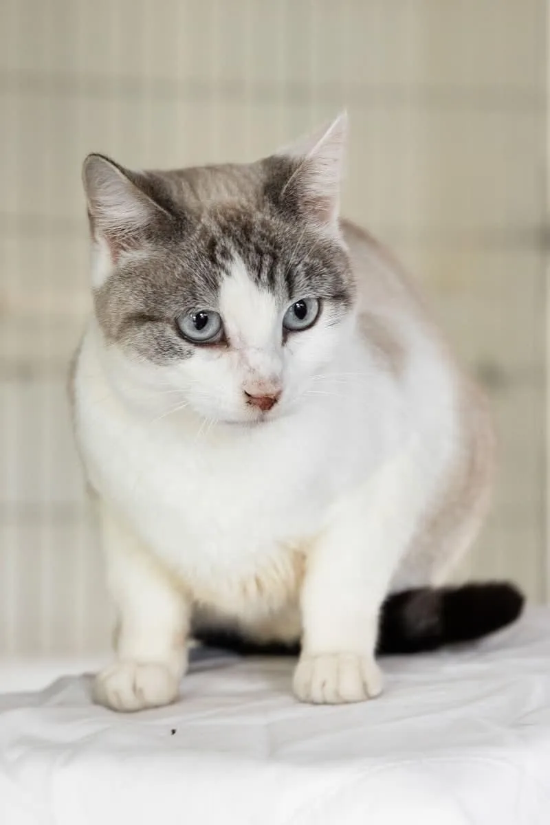 An adult medium-sized female Buff & White Siamese cat named Liliana for adoption in Rowland Heights, CA