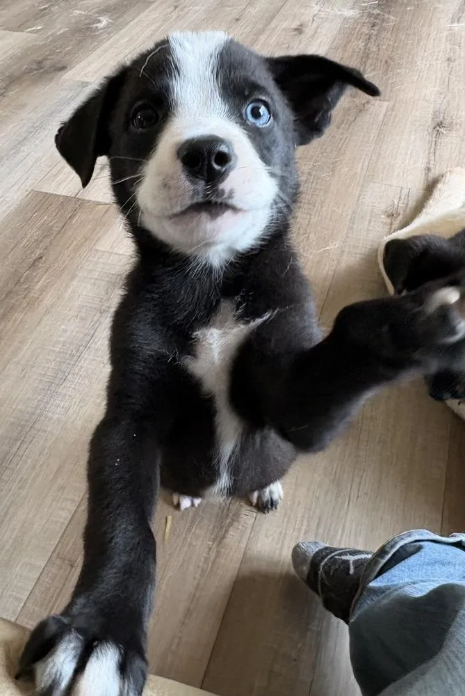 A baby medium-sized male Mixed Breed dog named Coach BeardTed Lasso Litter for adoption in Columbus, OH