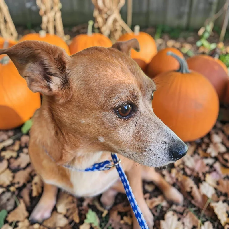 An adult small-sized female Chihuahua dog named Haitia for adoption in Lorida, FL