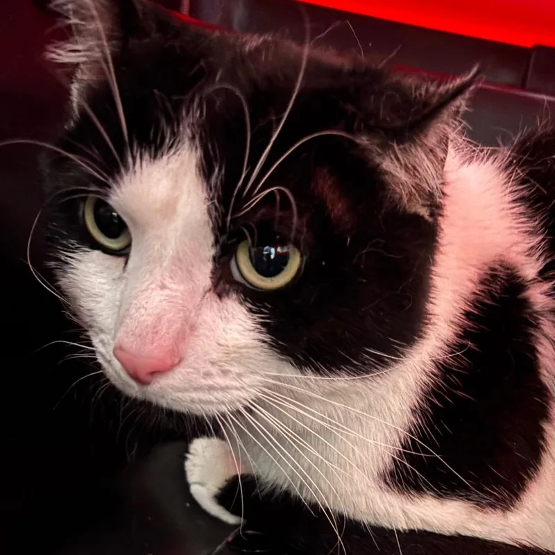 An adult medium-sized male Black & White / Tuxedo Domestic Short Hair cat named Mega Man for adoption in Allentown, PA