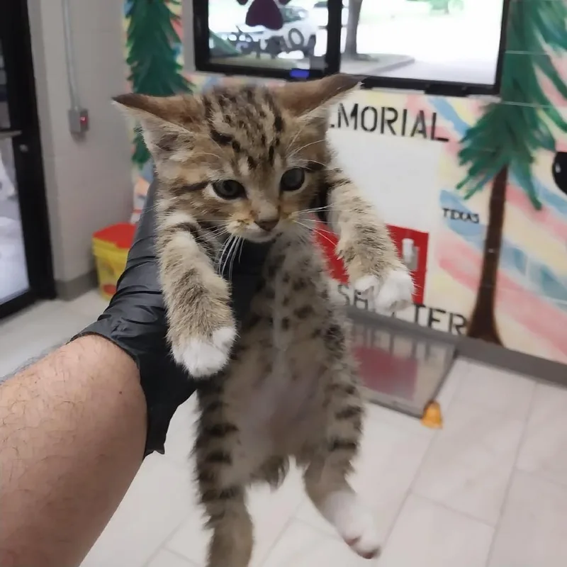 A baby small-sized male Brown / Chocolate American Shorthair cat named Tommy for adoption in Lufkin, TX