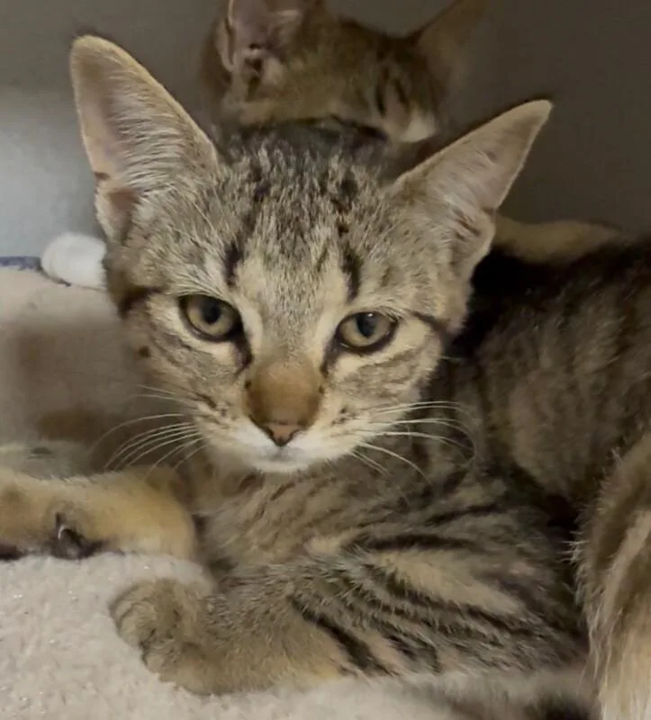 A young small-sized female Tabby (Brown / Chocolate) Domestic Short Hair cat named Miss Demeanor for adoption in Osseo, MI