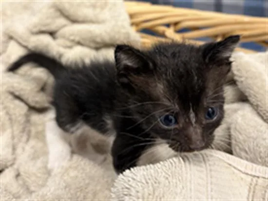 A baby small-sized male Domestic Short Hair cat named Nick for adoption in Rosenberg, TX