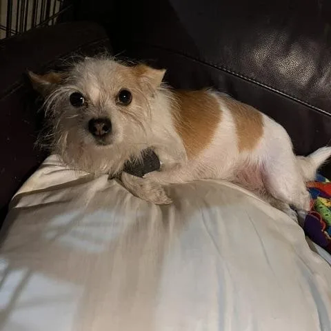 An adult small-sized female Chihuahua dog named Bebe for adoption in Oak Forest, IL