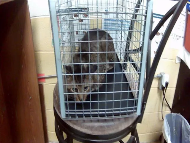 An adult medium-sized male Domestic Short Hair cat named Manny for adoption in Tulsa, OK