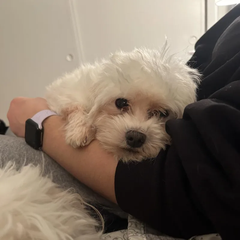 Theodore thumbnail 2