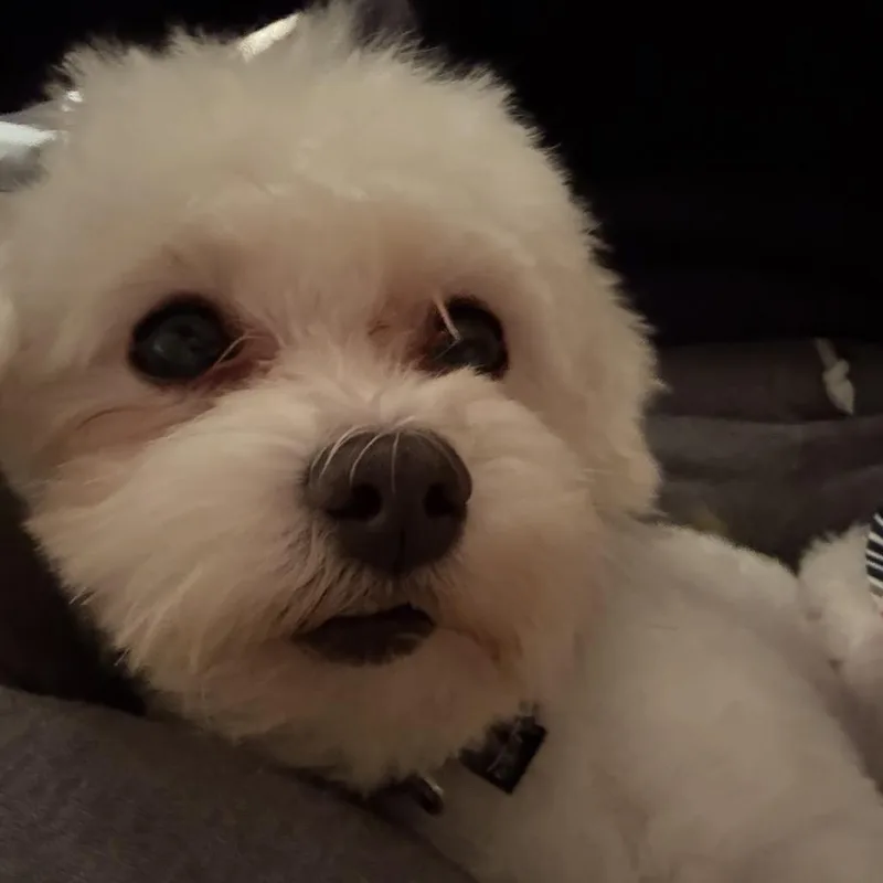 Theodore thumbnail 3