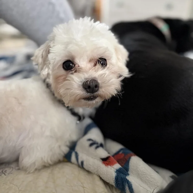 Theodore thumbnail 4