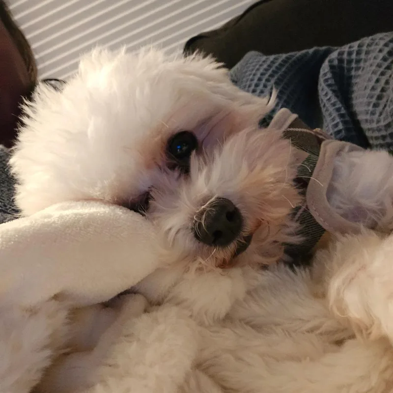 Theodore thumbnail 5