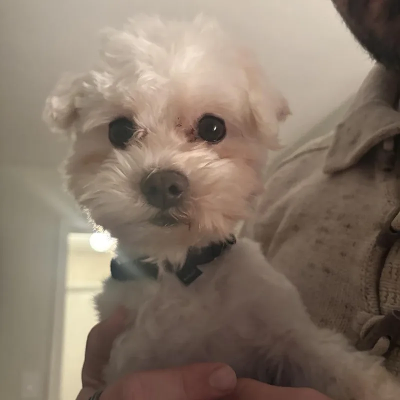 Theodore thumbnail 6