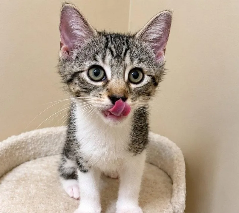 A young medium-sized male Tabby cat named Story for adoption in Knoxville, TN