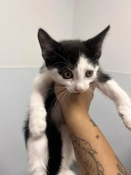 A baby small-sized male Domestic Short Hair cat named Aang for adoption in West Chester, PA