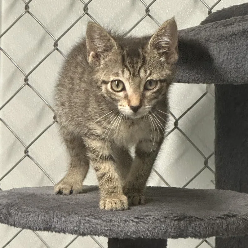 A baby small-sized female Domestic Short Hair cat named Cinder for adoption in Opelika, AL