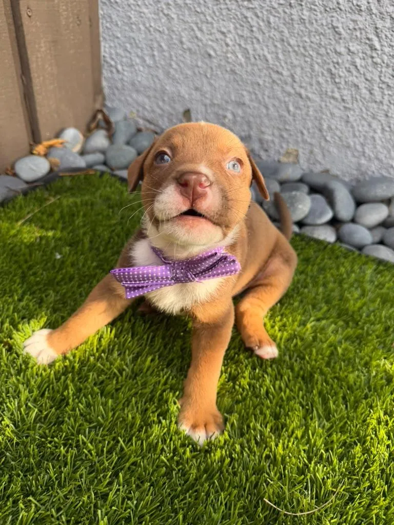 A baby medium-sized male Brown / Chocolate Mixed Breed dog named Princeton for adoption in Sunrise, FL