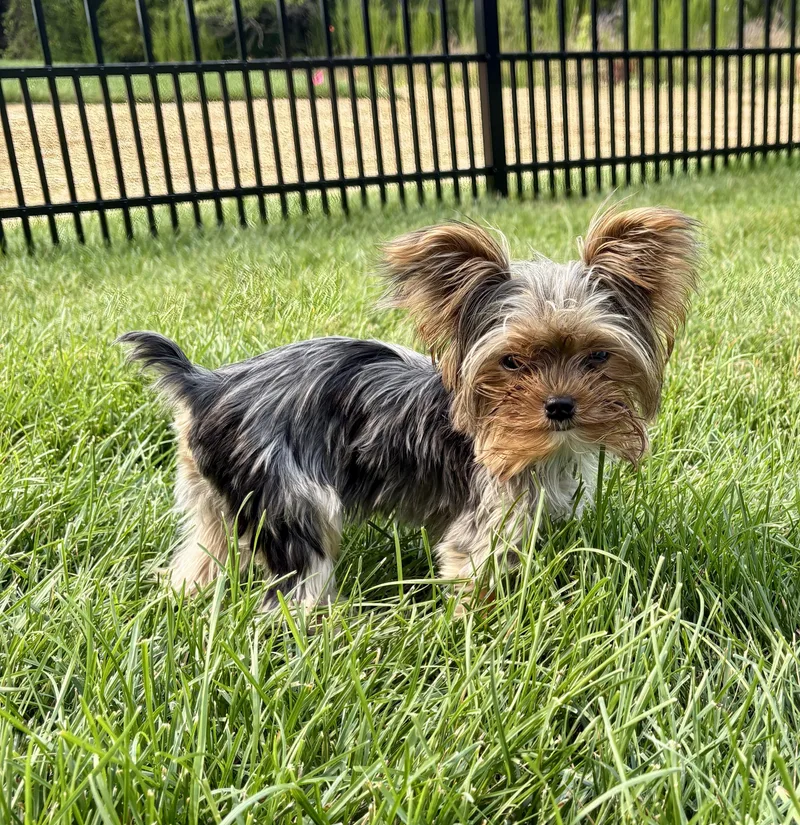 A baby small-sized male Yorkshire Terrier dog named Buddy Holly for adoption in Norfolk, VA
